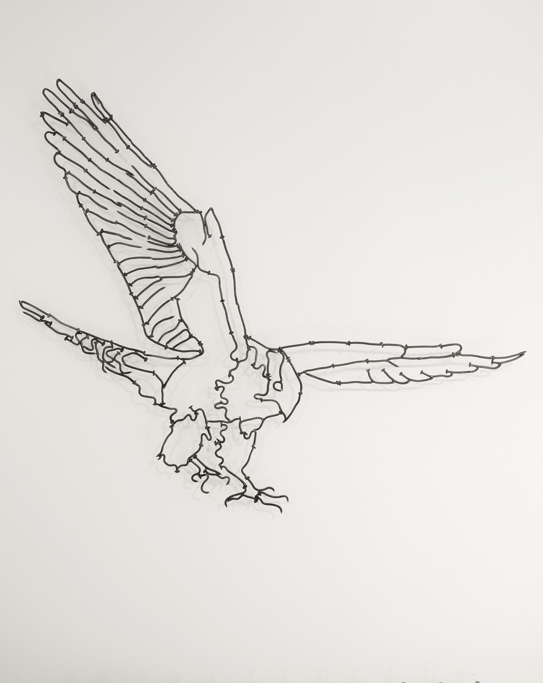 Falcon