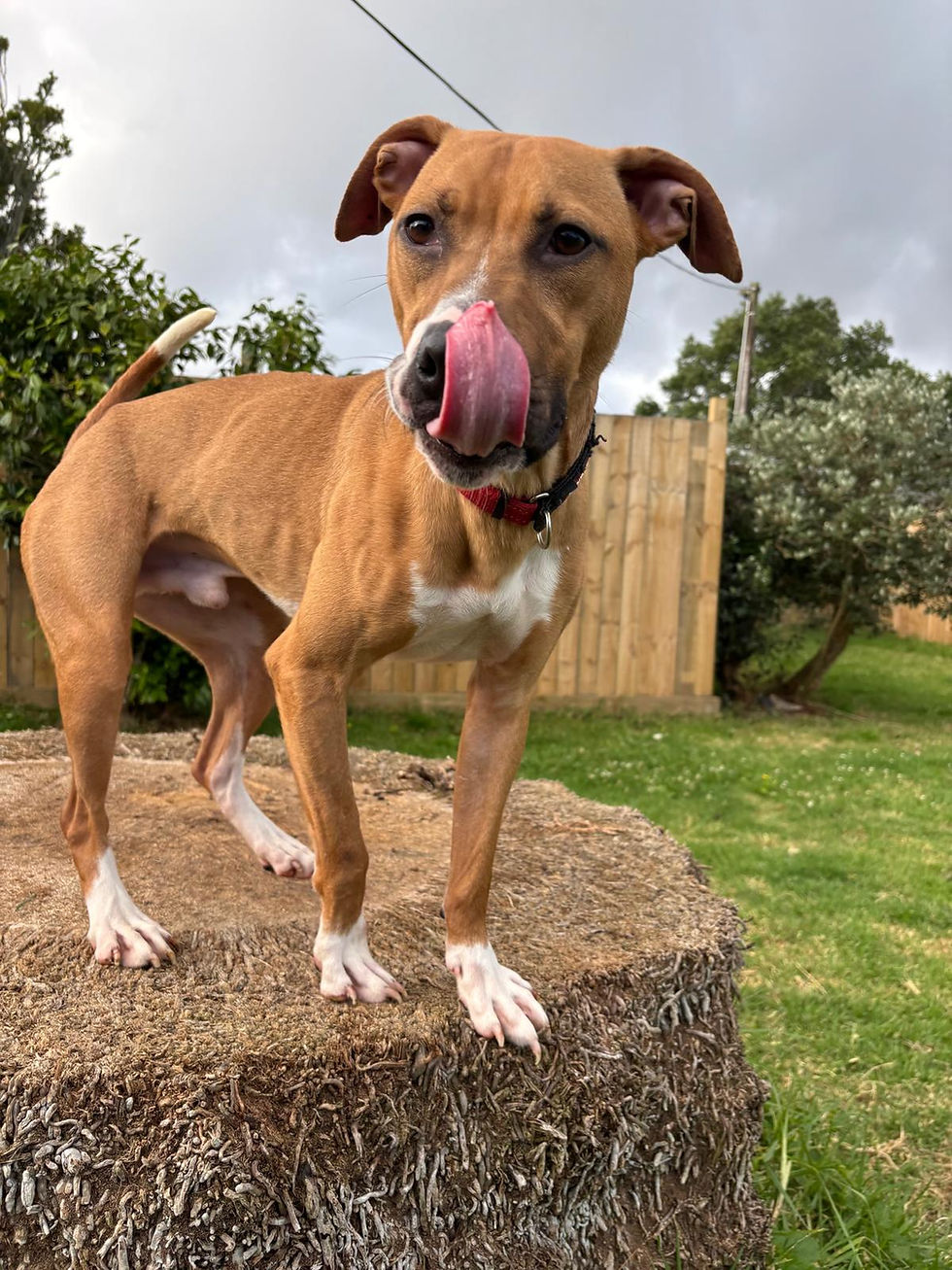 WhatsApp Image 2026-01-01 at 7.57.57 PM (1).jpeg