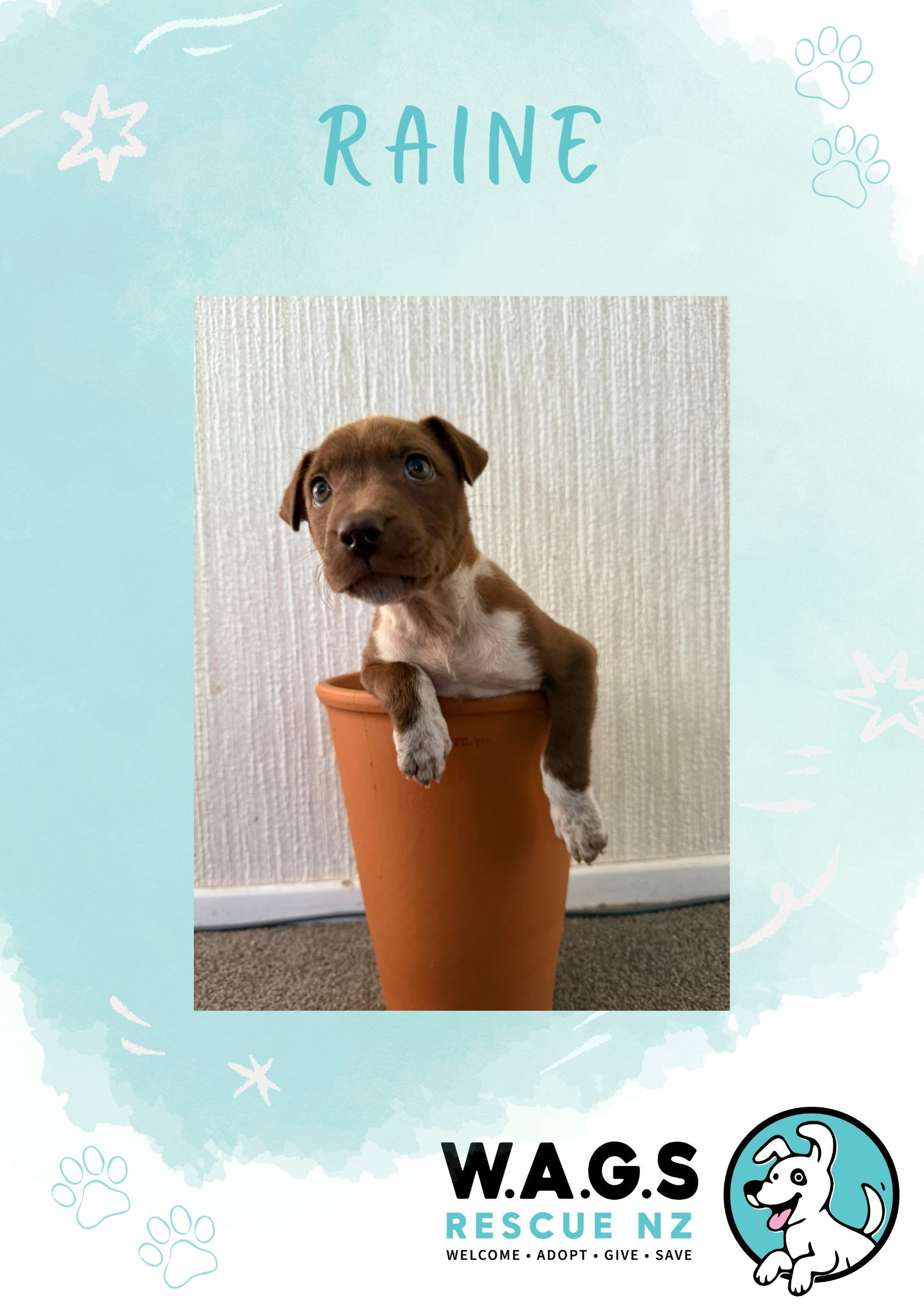 Raine | W.A.G.S Rescue NZ