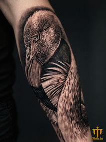 Quiet Flamingo