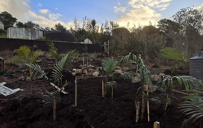 Waiheke native planting