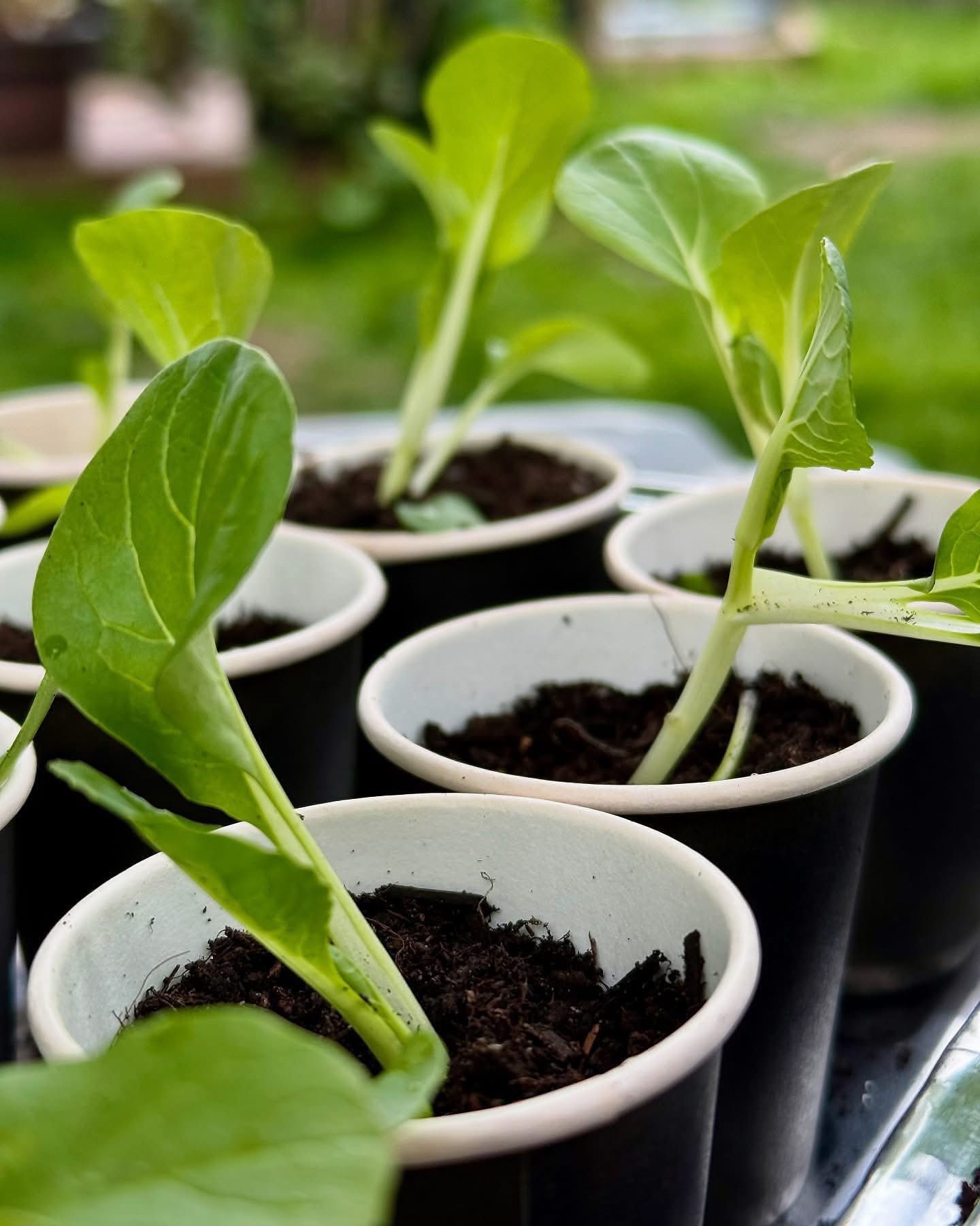 A Tray Of Organic Seedlings