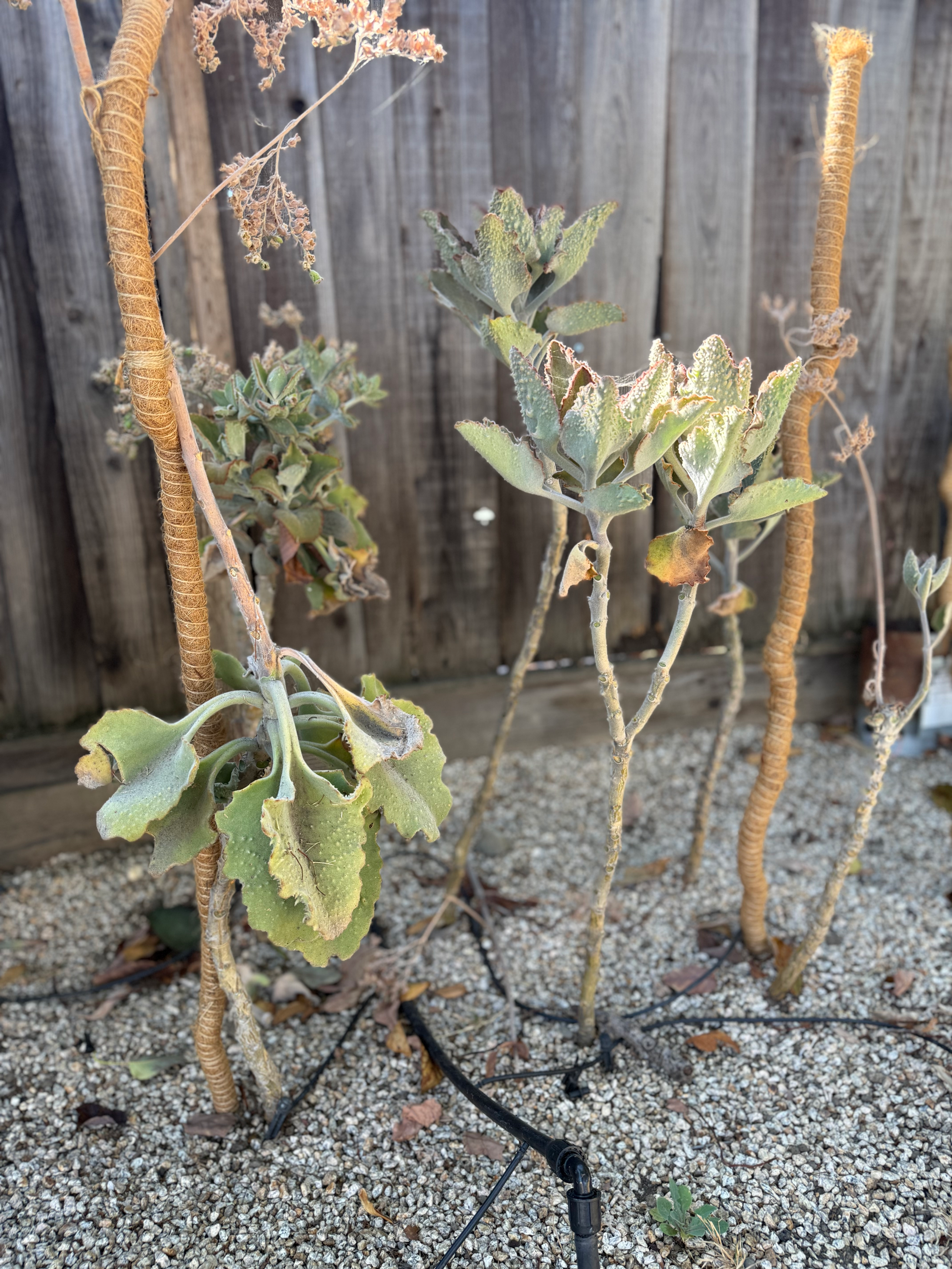 Plants With Natural Plant Support Stakes