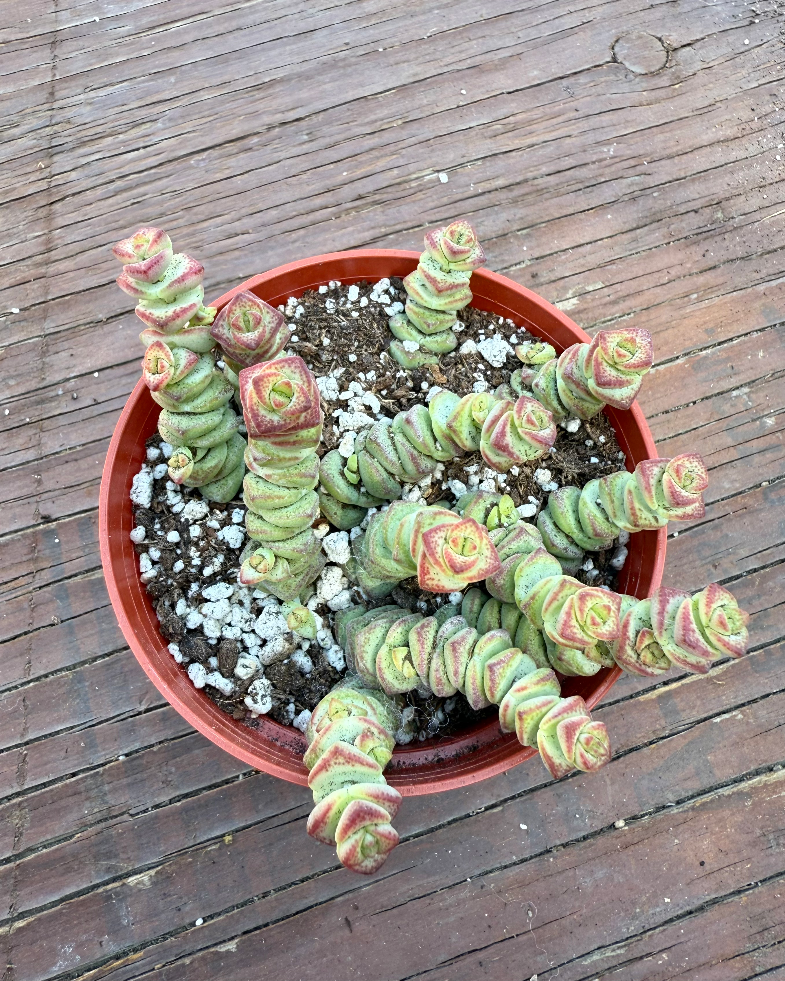 A Pot Of Crassula Necklace Succulent