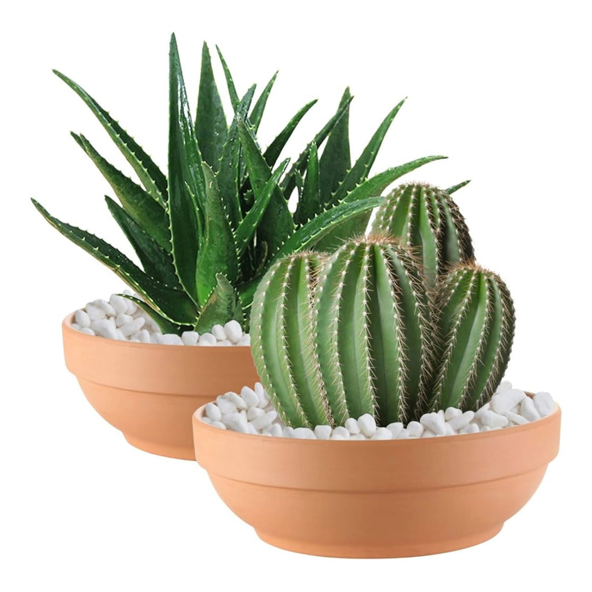 Terracotta Succulent Arrangement Pot