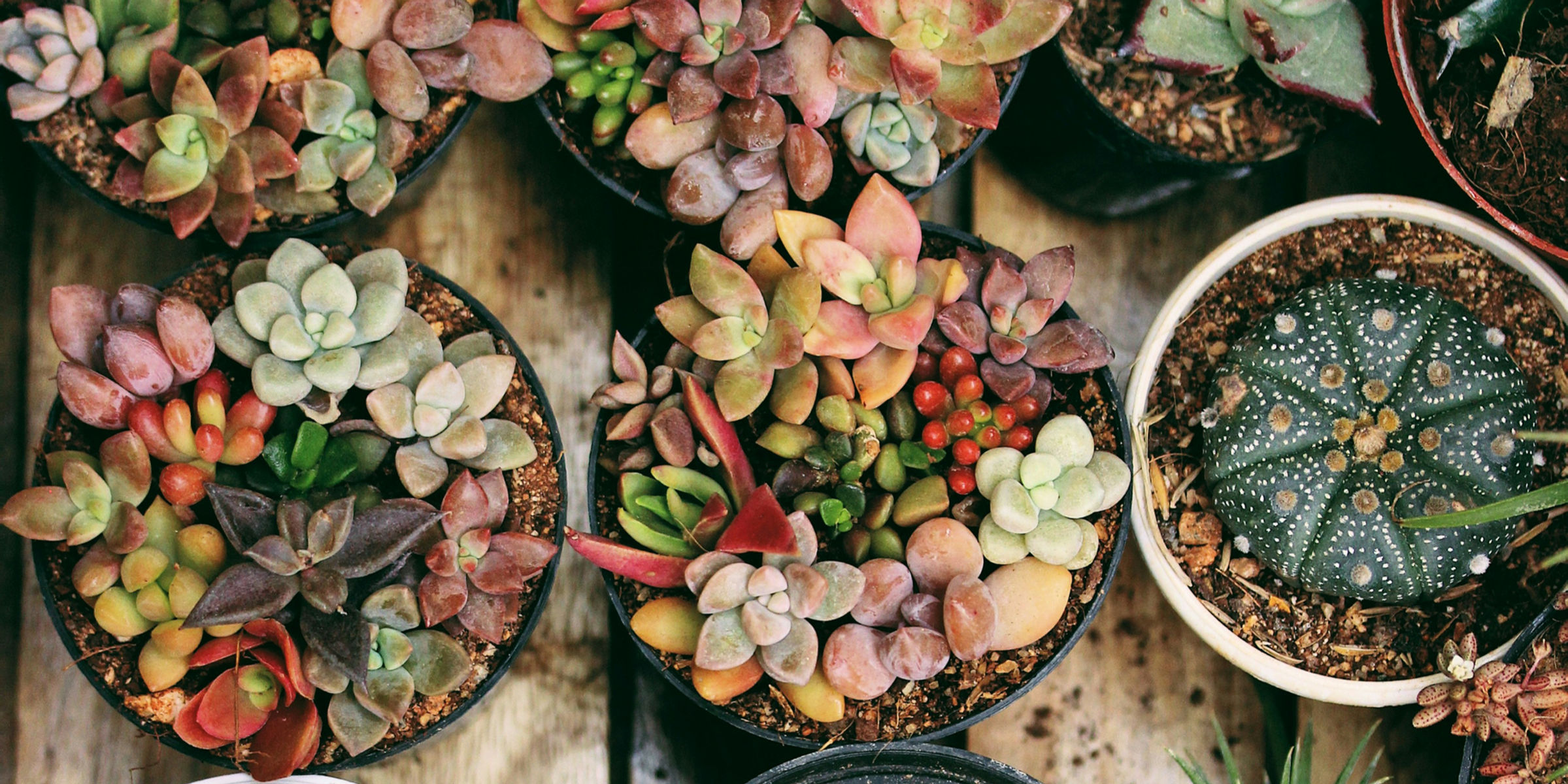 Succulent Arrangement