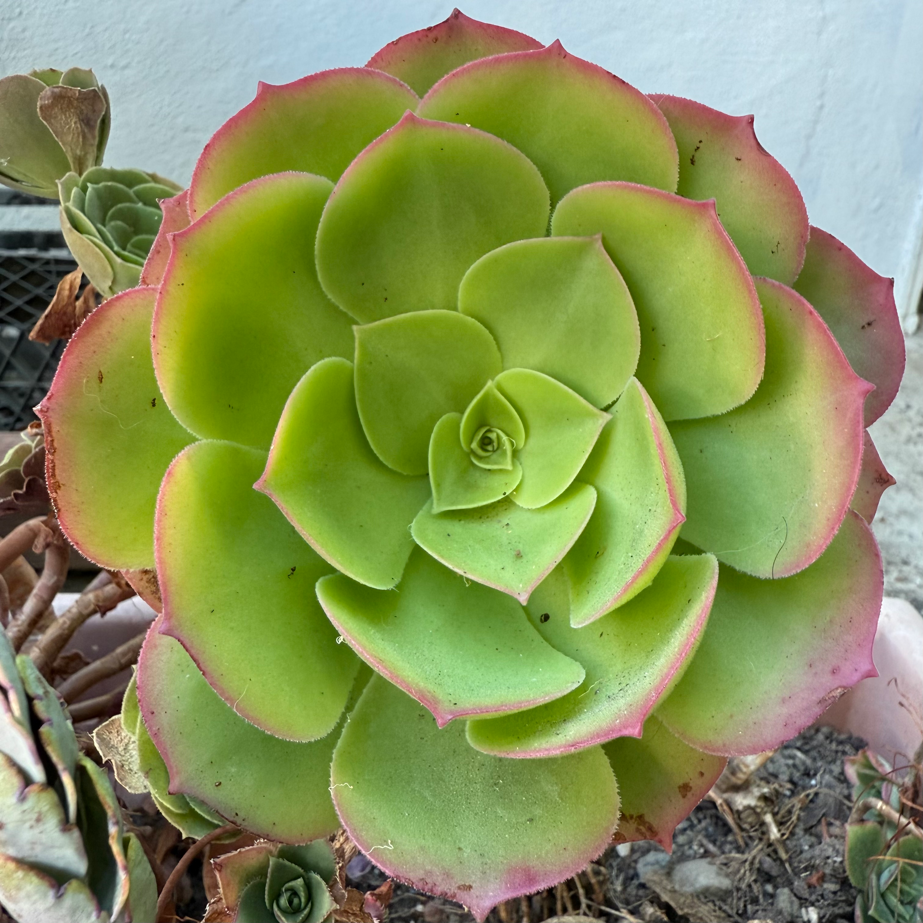 Aeonium (Saucer Plant)