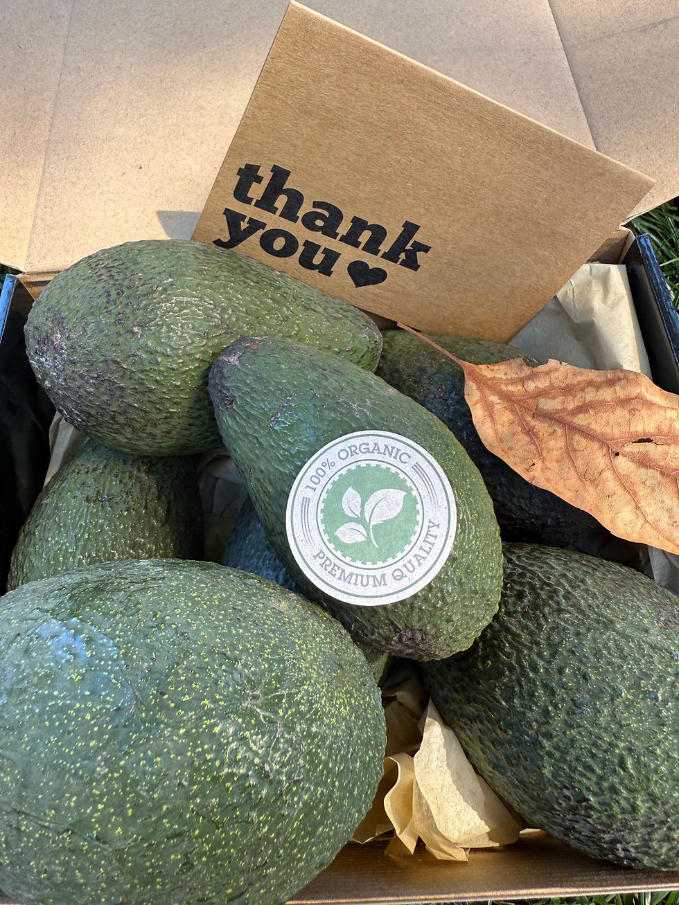 Thumbnail: Rare Organic NorCal Avocados (Hass & Pinkerton Hybrid)