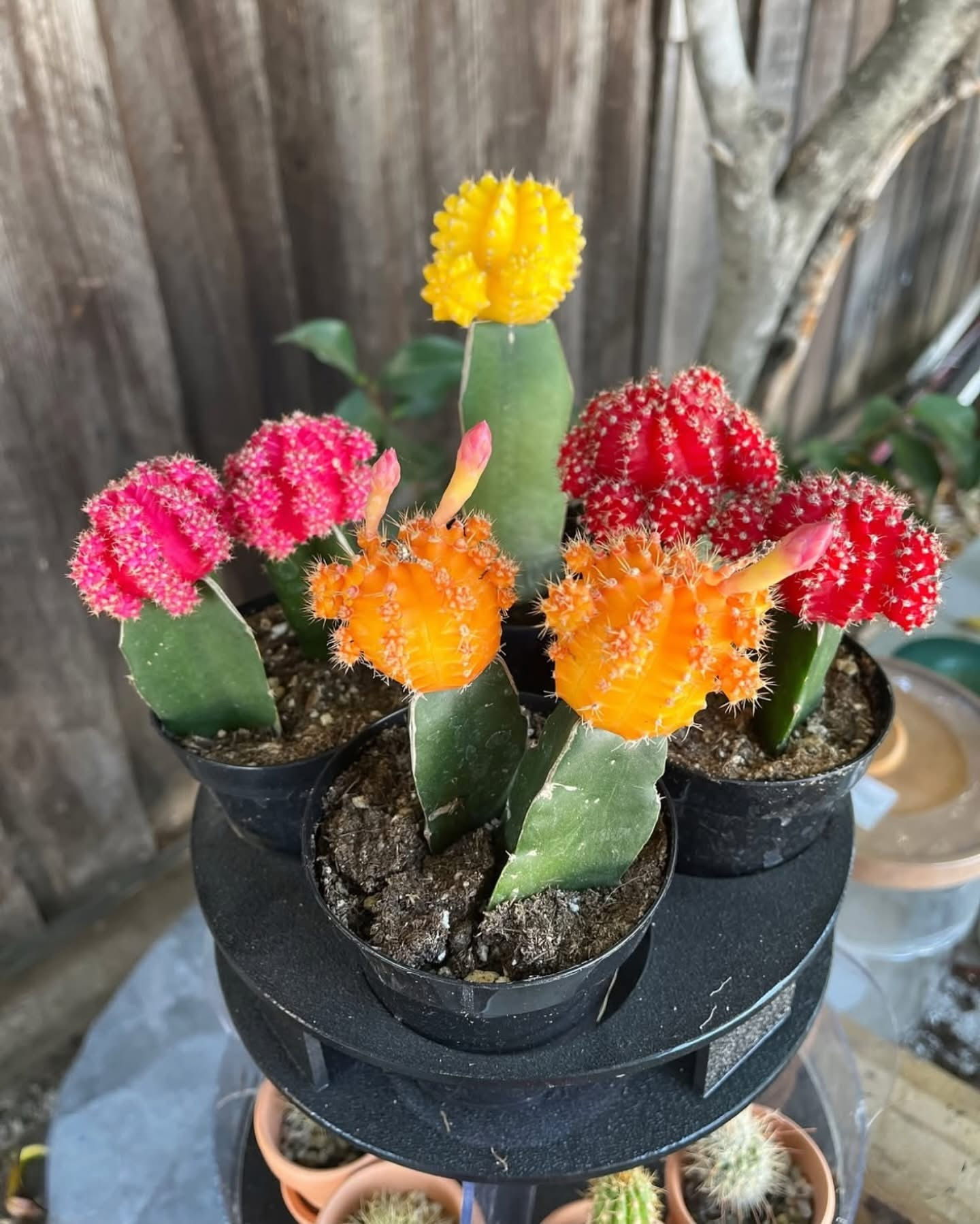Grafted Moon Cactus