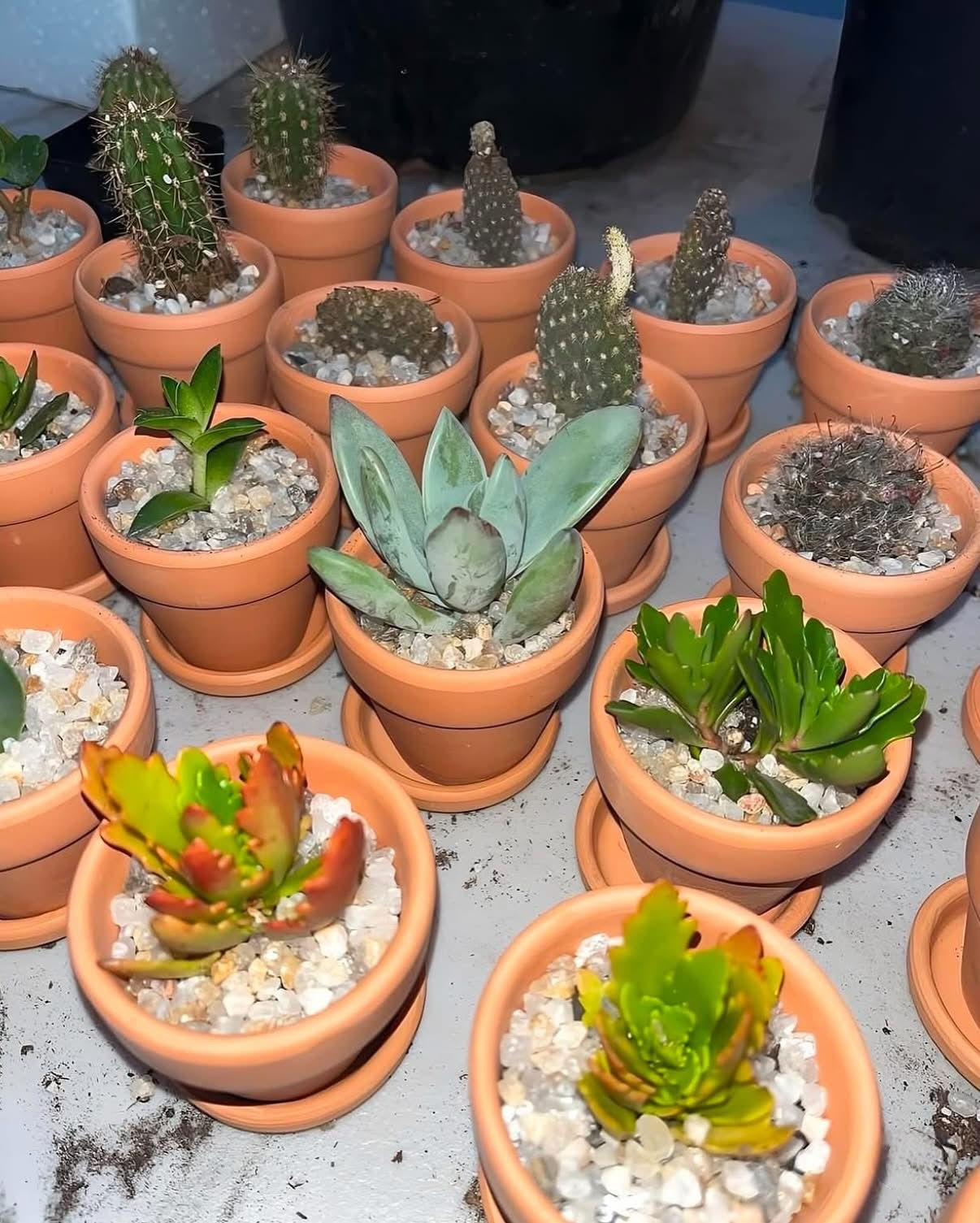 Assorted Cacti & Succulents