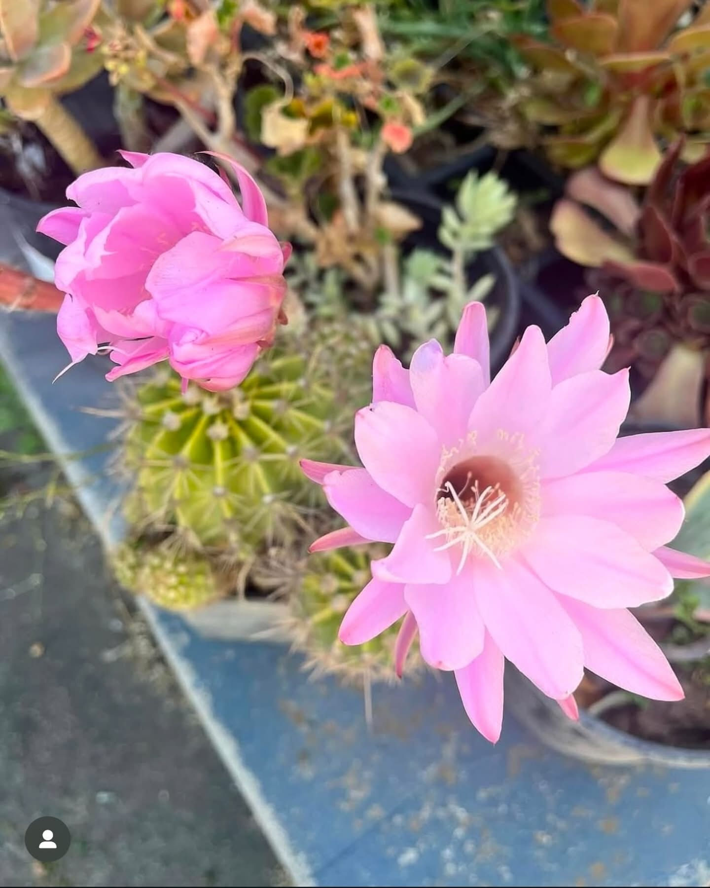 Flowering Cactus Trichonopsis