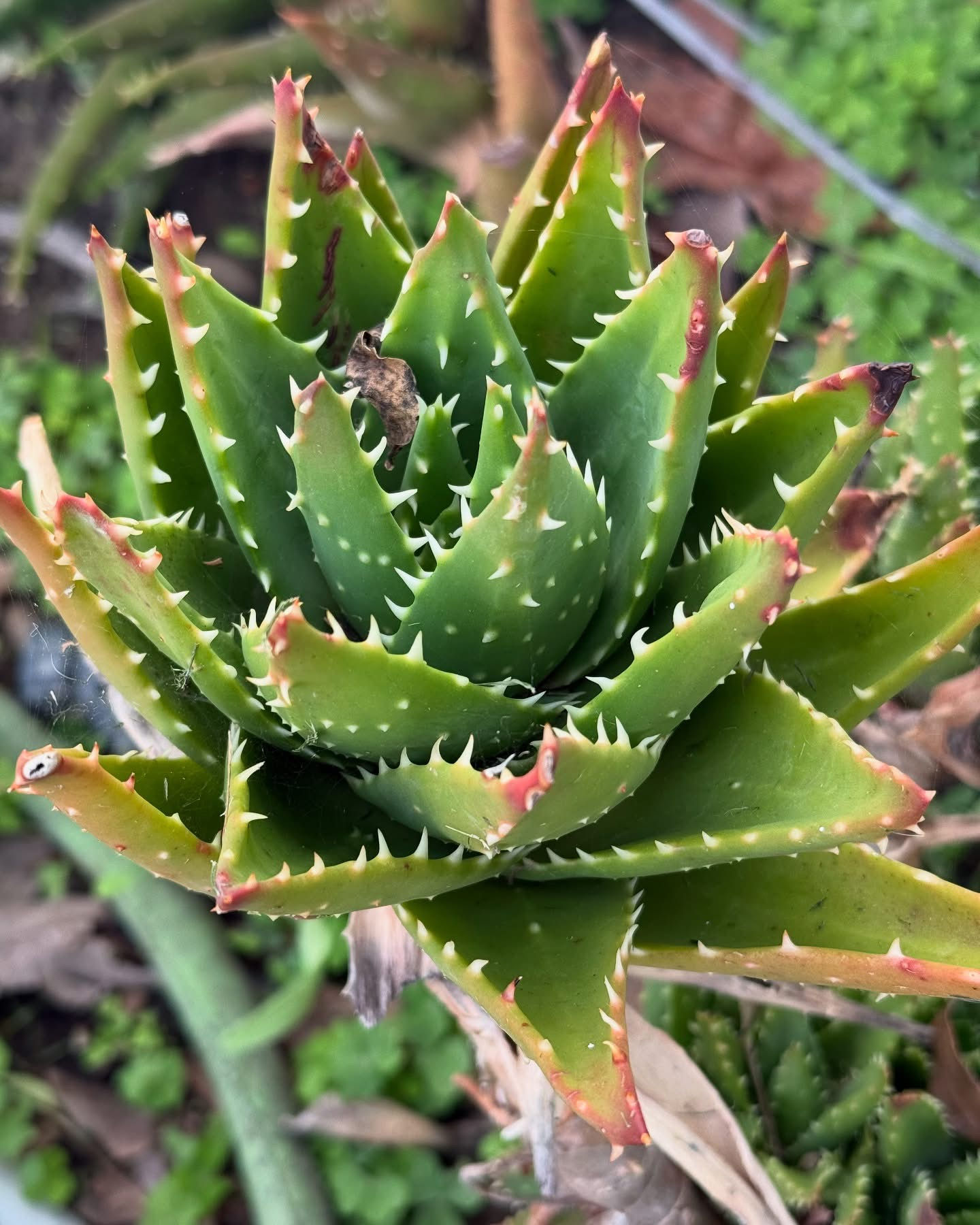 A Pot Of Aloe Vera Rosettes
