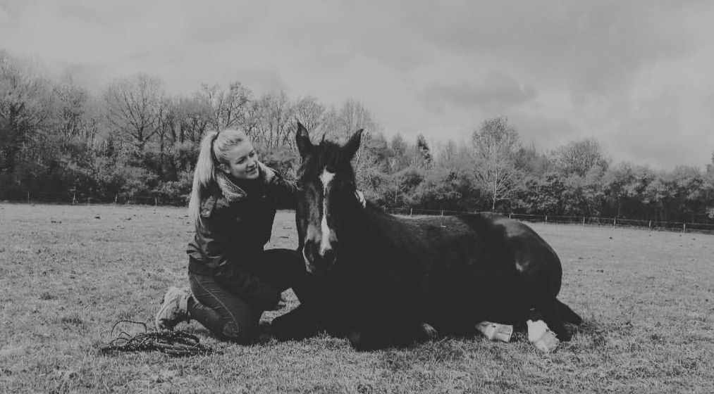 Equitation éthologique pension cheval bien être cheval cours équitation