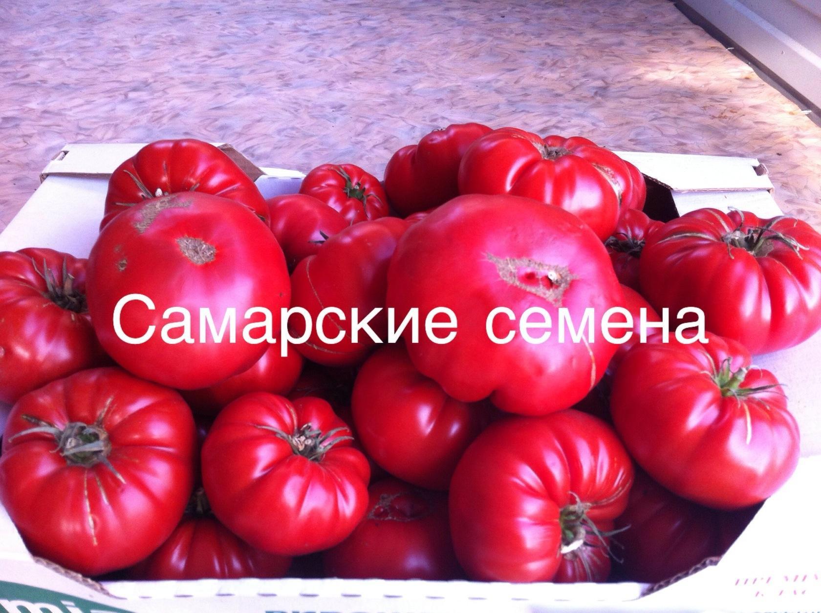 Семена Помидор Самара Купить