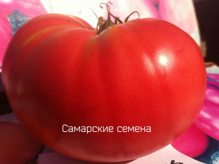 Сызранская розовая крупная - самый вкусный сорт из помидорной столицы России
