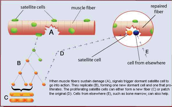 satellite_cells.gif