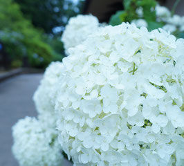 紫陽花を求めて