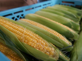 農園GARA @福島×農業 美味しい野菜とお米を作ってます