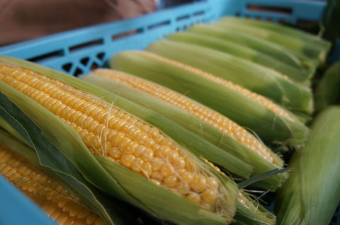 農園GARA @福島×農業 美味しい野菜とお米を作ってます