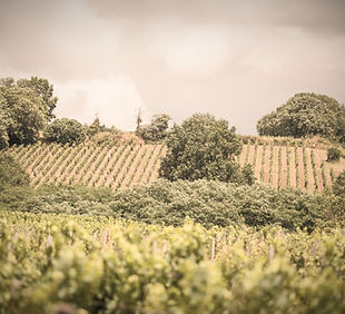 château Haut Rian (13)_edited.jpg