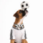 Thumbnail: puppy boxer with a cotton black and white football soccer cotton bow tie in use