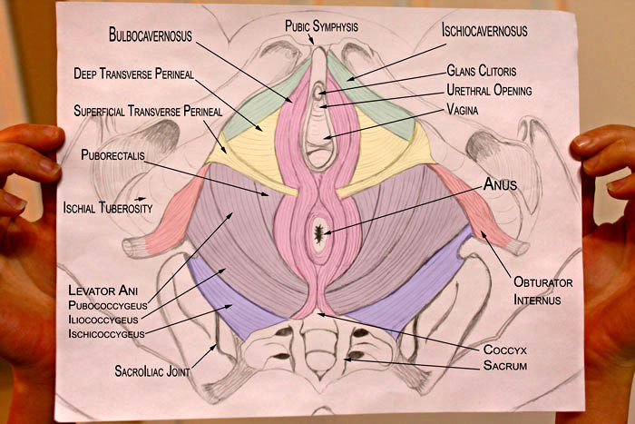 Pelvic Floor Muscle Anatomy