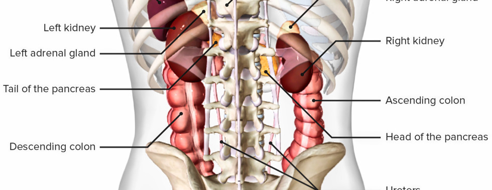 Dr. Segnini riñones anatomía ecografía tomografía radiología