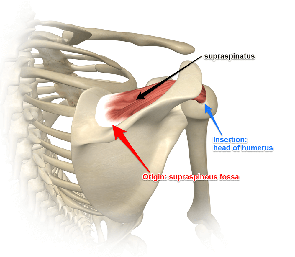 Supraspinatus muscle anatomy rotator cuff greater tuberosity insertion