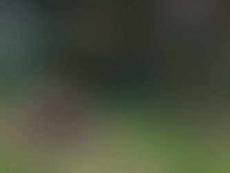 メルボルン旅行 動物編