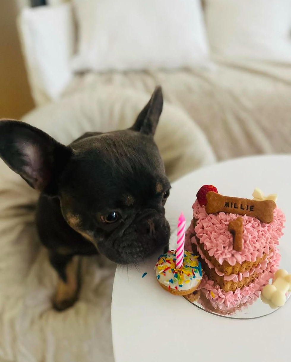 A brown dog posing with a pink heart cake with name Millie and age 1 on top, A donut with sprinkles next to cake,