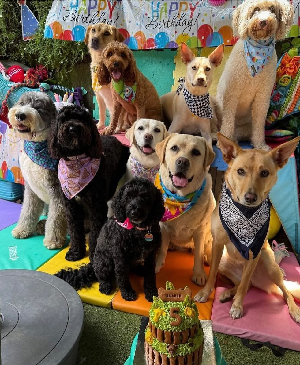 Thumbnail: A group of dogs posing in front of a jungle safari inspired dog cake to celebrate dogs birthdays.