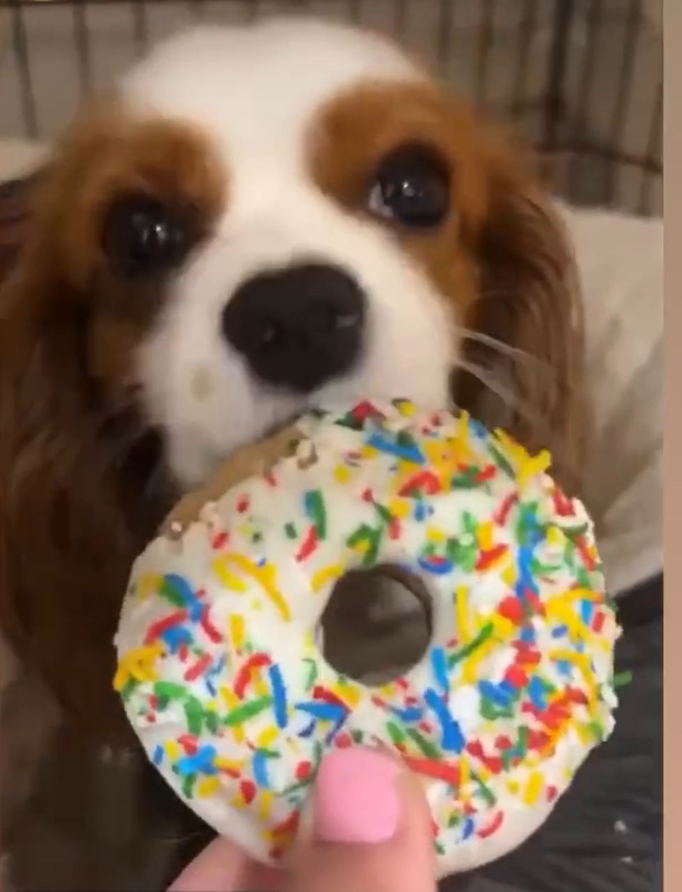 Cute pup with donut decorated with yogurt chips and colourful shredded coconut.