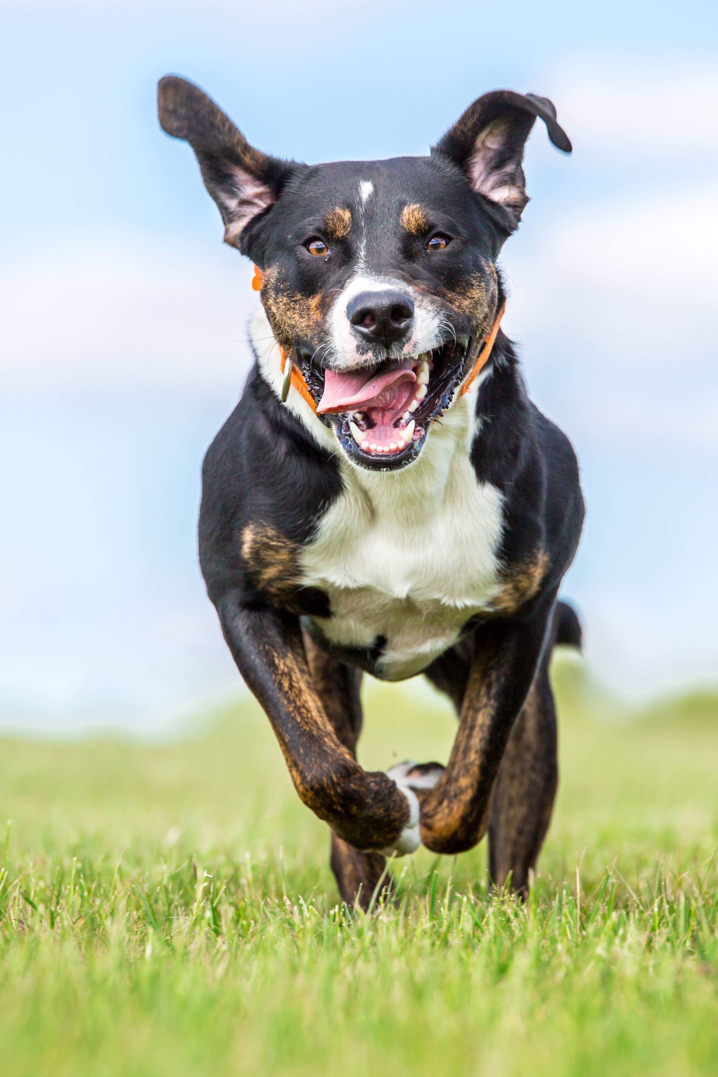 Archie