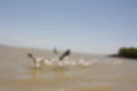 IMG_1047.jpeg