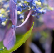Hydrangea Flower Still Life Photograph