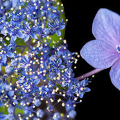 Hydrangea Flower Still Life Photograph
