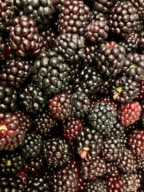 加工用　冷凍ブラックベリー　1kg
