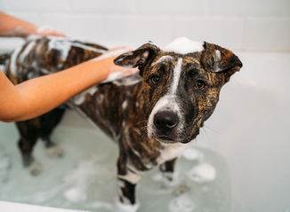 Trim & Treats Dog Grooming