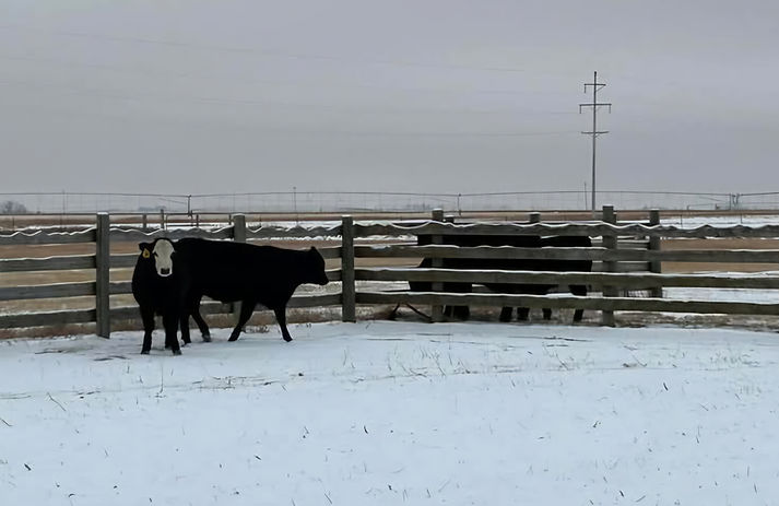 heifer2.jpg