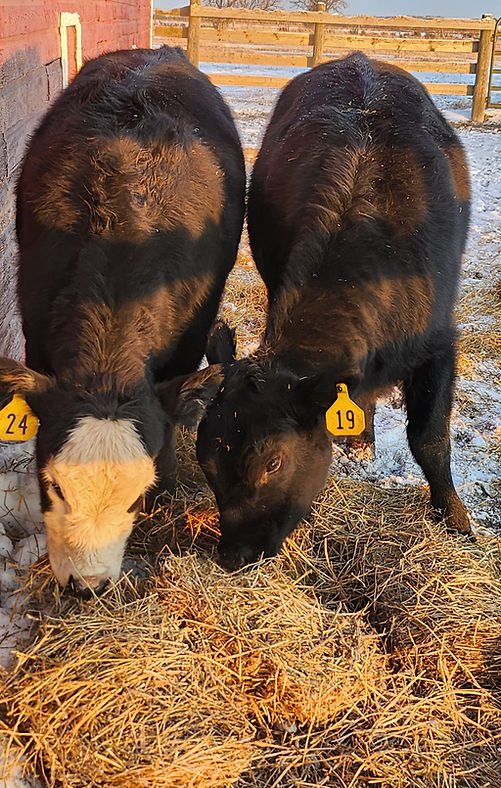 heifer3.jpg