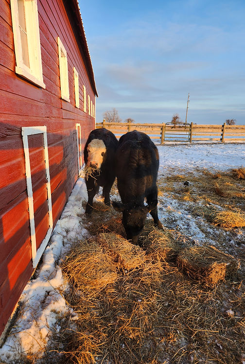 heifer4.jpg