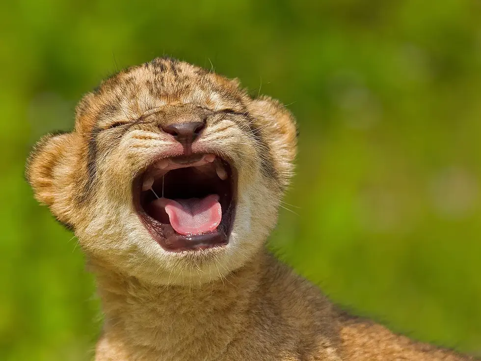 toothless lion cub
