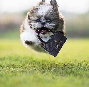 small fluffy dog with prada toy