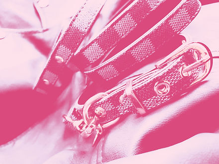 louis vuitton collar