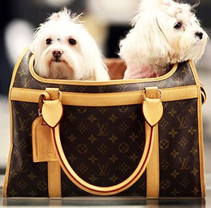 louis vuitton small dog travel carrier