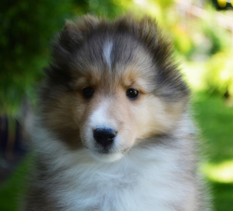 newpups5
