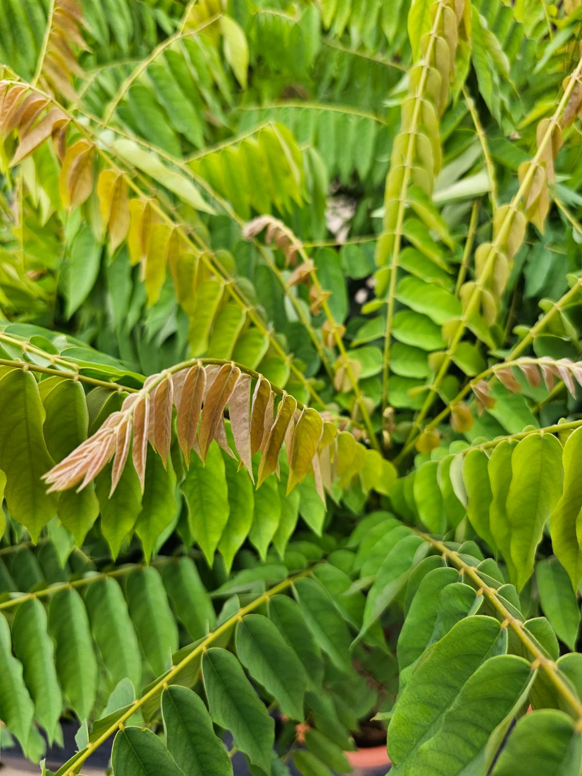 Belimbing Cucumber Tree House Home Gardening