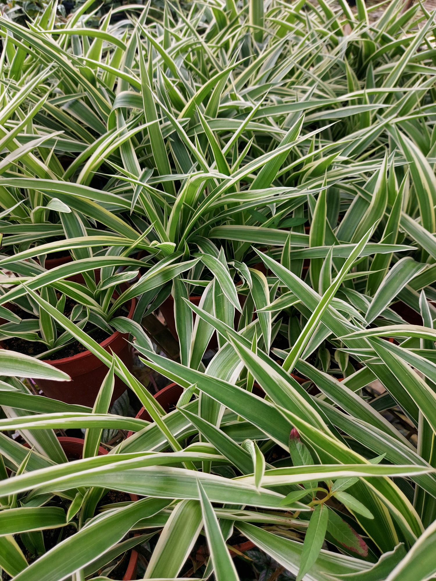 Chlorophytum Comosum Spider Plant