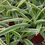 Thumbnail: Chlorophytum Comosum Spider Plant