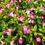 Thumbnail: Torenia Fournieri Wishbone Flowering Plants House Home Gardening